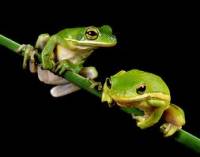 Câu chuyện về 2 chú Ếch...♥