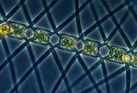 Chôn sắt xuống biển để chống biến đổi khí hậu