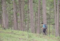 “Kẻ độc hành chốn rừng xanh”