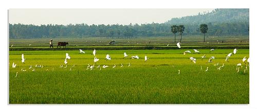 Cánh đồng thẳng cánh cò bay